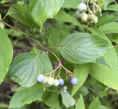 Cornus amomum