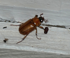 Cyclocephala pasadenae