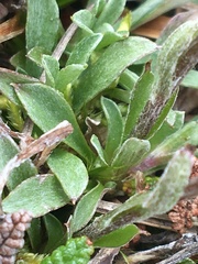 Antennaria monocephala