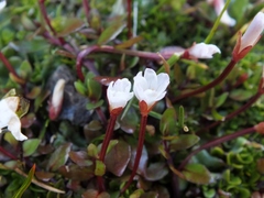 Epilobium macropus