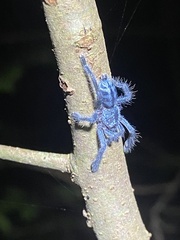 Caribena laeta