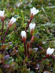 Epilobium macropus