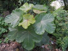 Jatropha peltata