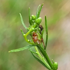 Pissonotus binotatus