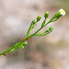 Pissonotus binotatus