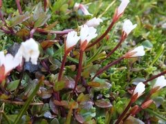 Epilobium macropus