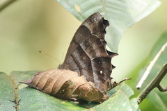 Pseudodebis puritana