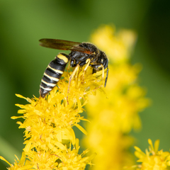 Philanthus solivagus