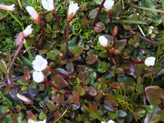 Epilobium macropus