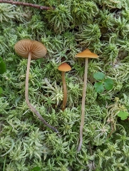Galerina hybrida