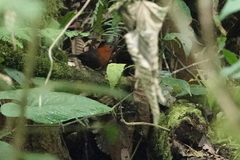 Cyphorhinus thoracicus