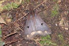 Rejectaria cocytalis