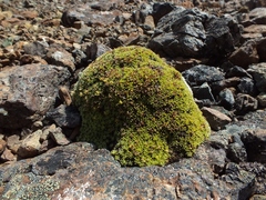 Veronica ciliolata fiordensis