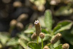 Lippia stoechadifolia