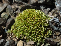 Veronica ciliolata fiordensis