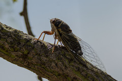 Diceroprocta cinctifera