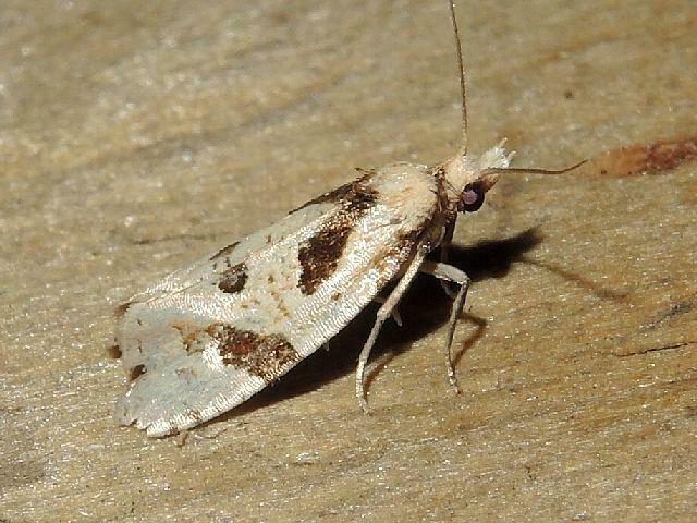 Aethes rana in August 2022 by privatenoaccess · iNaturalist