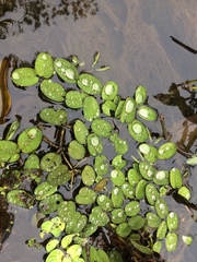 Salvinia auriculata