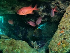 Pareques fuscovittatus