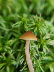 Galerina hybrida
