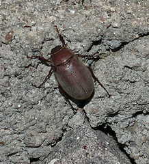 Phyllophaga vetula