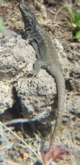 Liolaemus villaricensis