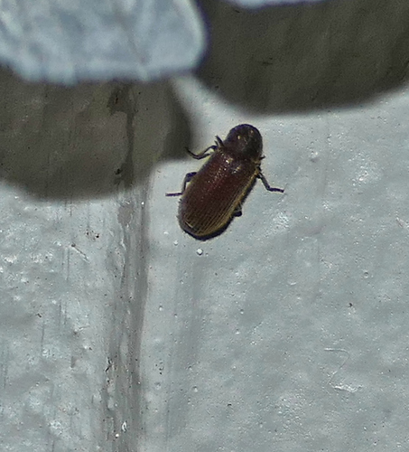 Priobium punctatum