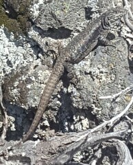 Liolaemus villaricensis