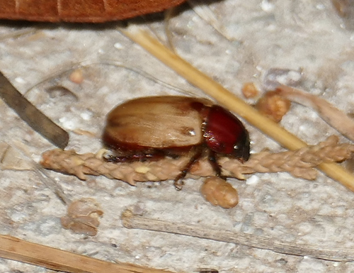 Cyclocephala melanocephala photo 3