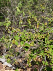 Croton betulinus