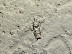 Ancylosis undulatella