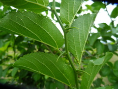 Celtis iguanaea
