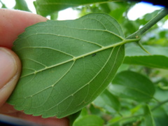 Celtis iguanaea