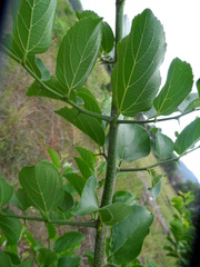 Celtis iguanaea