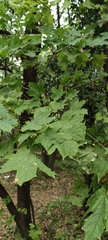 Acer platanoides