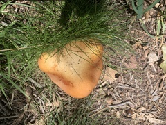 Boletus rubriceps