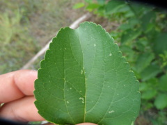 Celtis iguanaea