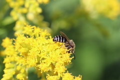Colletes simulans armatus