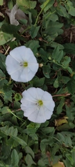 Convolvulus arvensis