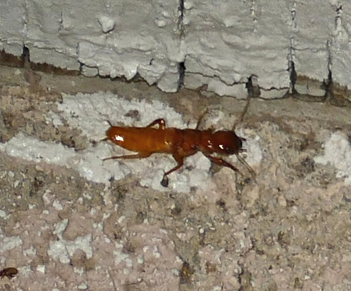 Arizona Dampwood Termite photo 3