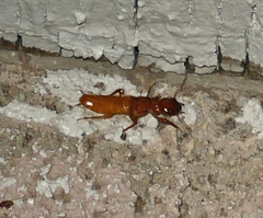 Zootermopsis laticeps