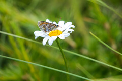 Melitaea varia