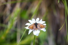 Melitaea varia