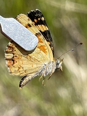 Phyciodes pulchella camillus
