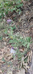 Centaurea scabiosa sadleriana