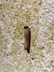 Phymatocera aterrima