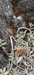 Sedum album