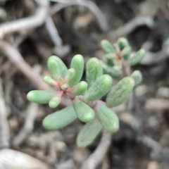 Sedum album