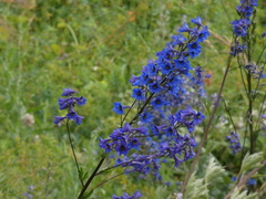 Delphinium cuneatum