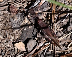 Cratypedes neglectus